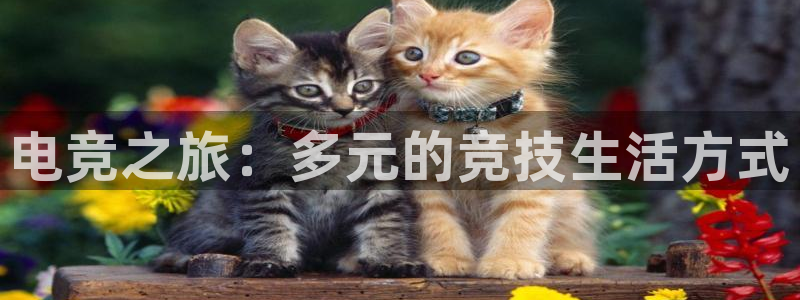 乐鱼电竞网站：电竞之旅：多元的竞技生活方式